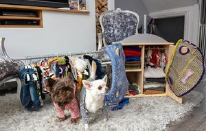 Хозяйка избалованных чихуахуа потратила на дизайнерские наряды для собак целое состояние
