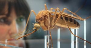 Британские ученые создали целую армию комаров-мутантов