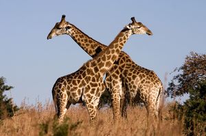 ДНК показала, что жирафы — это не один вид, а четыре