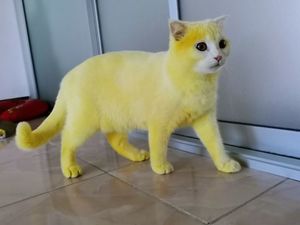 Как обычный кот стал жёлтым, или К каким курьезам может привести лечение народными средствами