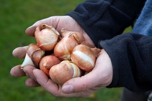 Луковицы тюльпанов: когда выкапывать, как хранить и высаживать