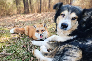 Собака и лиса теперь два неразлучных друга. Как питомица в первый раз привела хищника к деду во двор и что из этого вышло