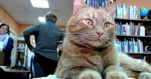 В Тверской области живодер убил единственного в России кота-библиотекаря