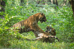 Схватка хищников в ​​национальном парке Рантхамбор