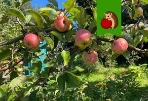 5 ошибок хранения яблок, которые существенно сокращают сроки хранения и негативно влияют на вкус плодов