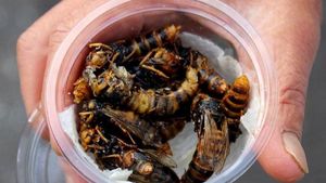 Жареные осы — необычное японское блюдо