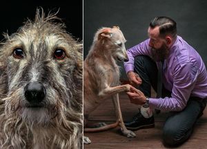 Прекрасные собаки с трагичной судьбой: борзые гальго из Испании