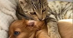 Как щенка-потеряшку защищал бездомный кот