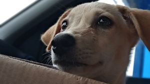 Лучший в мире “сувенир”: семья привезла из отпуска бездомного щенка с огромными глазами