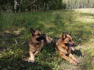 "Вот зачем вам две собаки? Отдали бы одну..."- говорят мне постоянно окружающие