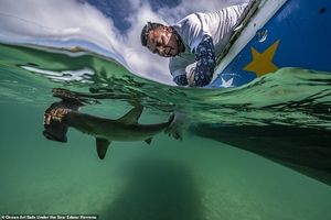 30 лучших потрясающих снимков с конкурса подводной фотографии Ocean Art 2020