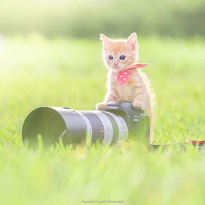 Котята и фотоаппараты: милая фотосерия фотографа из Японии