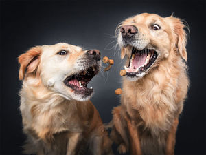 Забавные портретов собак, которые пытаются поймать лакомство (14 фото)