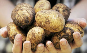 Сохраняем картошку до весны: лежит всю зиму и не портится