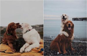 Фотографии двух милейших псов и великолепного кота, у которых полмиллиона подписчиков в Инстаграме﻿