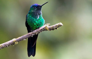 Спой, светик: уникальные фото птиц из бразильских джунглей