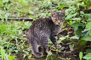 Ручные котята выживают одни...Любящее сердце, спаси!