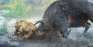 Как буйвол дал яростный отпор двум львицам (10 фото)
