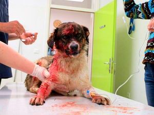 История спасения умирающей собаки, после выстрела из дробовика