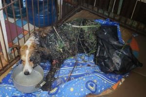 Омские волонтеры спасают жизнь собаке, чье тело покрыто жгучим химическим веществом