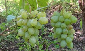 Сверхранний Элегант – виноград для мест с коротким теплым сезоном + видео
