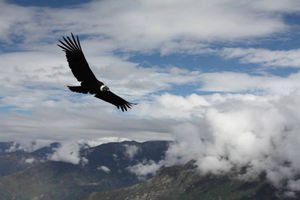 Крупнейшая в мире птица может пролететь 160 км, ни разу не взмахнув крыльями