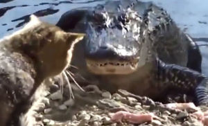 Крокодил хотел выйти и поживиться на берегу, но столкнулся с голодным котом