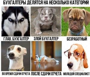 Улыбнемся братьям нашим меньшим)