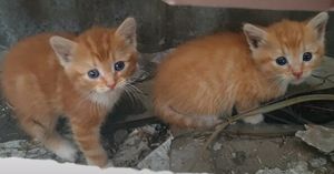 Бездомные котята пищали от голода, а их мама безуспешно пыталась отыскать еду...