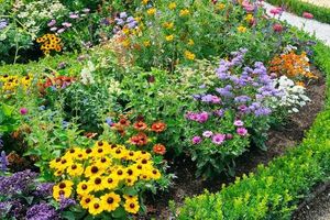 Цветник на солнце: какие выбрать растения