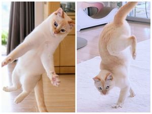 Этот кот из Японии танцует намного круче, чем вы, и вот 25 доказательств