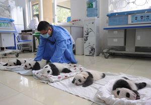 Умиляющее зрелище: милые маленькие медвежата панды в корзинках