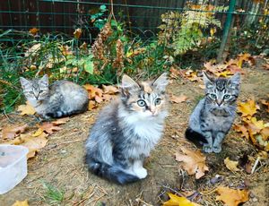 Умоляем, отзовитесь! Помогите выжить этим маленьким сердечкам!