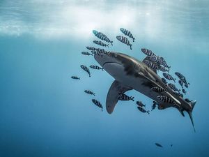 30 лучших работ от победителей конкурса подводной фотографии Through Your Lens 2020