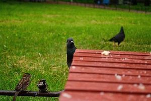 Смешная мини-история о голубе, который «прощелкал» свое счастье