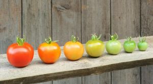 Как ускорить созревание зеленых томатов