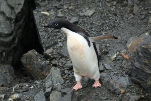 Ученые обнаружили в Антарктиде мумии древних пингвинов