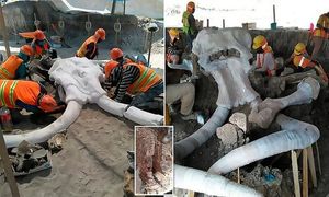 В Мексике обнаружено огромное кладбище мамонтов