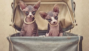 Чудесные кошки-сфинксы на фотографиях Серены Ходсон