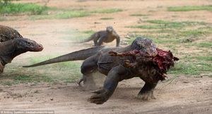 Комодские вараны — драконы наших дней (15 фото)