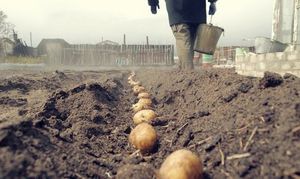 Посадка картофеля в июле – агротехника и уборка урожая + видео