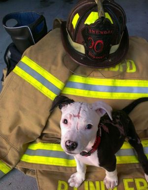 Щенок, едва выживший после пожара, вырос и стал пожарной собакой