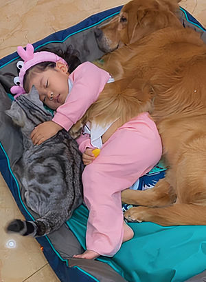 Очаровательное видео с маленькой девочкой, которая укладывает спать песика и котика