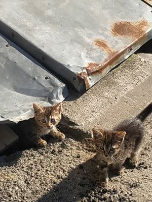 Пропадают маленькие ангелочки... Умоляем, пока есть кого спасать, пожалуйста, помогите!