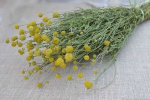Цефалофора – чайная трава с земляничным ароматом