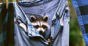 Хорошая новость от экспертов: ваши джинсы стирать не нужно!