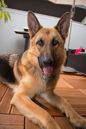 Собаки не верят в предательство: пёс Амур через полтора года узнал бросивших его хозяев