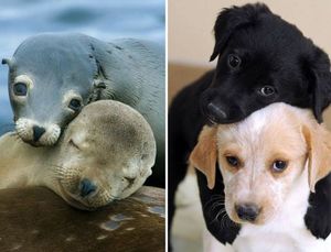 25 милых фото, которые убедят вас, что собаки и тюлени — родственники
