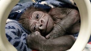 Долгожданный малыш: в американском зоопарке горилла родила редкого детеныша