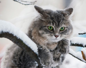 «Животных люблю, людей нет…»